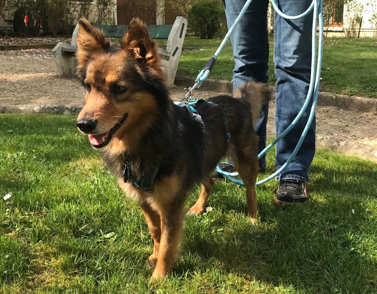 Chiens à adopter